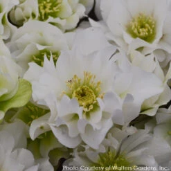 Helleborus 'Wedding Bells' Lenten Rose -NatureNest Gardens Store HELLEBORUS WEDDING BELLS 3