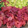 Heuchera X 'Fire Alarm' Coral Bells 2 Heuchera X 'Fire Alarm' Coral Bells -NatureNest Gardens Store HEUCHERA FIRE ALARM 3
