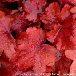 Heuchera X 'Fire Alarm' Coral Bells -NatureNest Gardens Store HEUCHERA FIRE ALARM 5