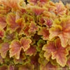 Heuchera 'Happy Flames' Coral Bells -NatureNest Gardens Store HEUCHERA HAPPY FLAMES