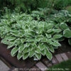 Hosta 'Ginko Craig' Plantain Lily -NatureNest Gardens Store HOSTA GINKGO CRAIG