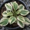 Hosta 'Cameo' Plantain Lily