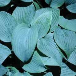 Hosta 'Fragrant Blue' Plantain Lily
