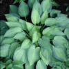 Hosta 'June' Plantain Lily -NatureNest Gardens Store HST June EZ