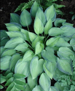 Hosta 'June' Plantain Lily