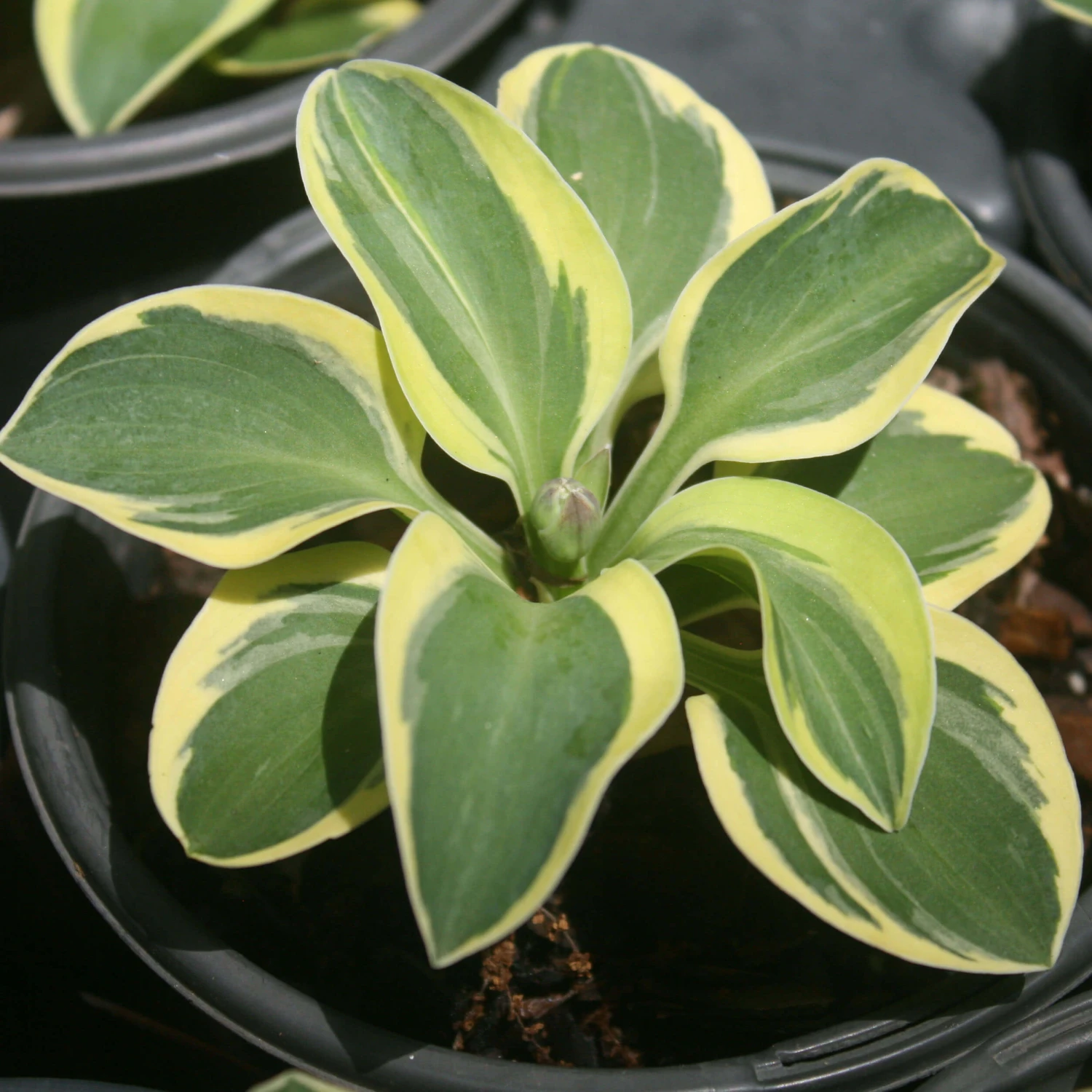 Hosta 'Mighty Mouse' Plantain Lily 3 Hosta 'Mighty Mouse' Plantain Lily