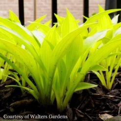 Hosta 'Munchkin Fire' Plantain Lily -NatureNest Gardens Store HST Munchkin Fire WG