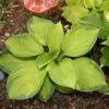 Hosta 'Rainforest Sunrise' Plantain Lily -NatureNest Gardens Store HST Rainforest Sunrise EZ