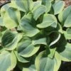 Hosta 'School Mouse' Plantain Lily