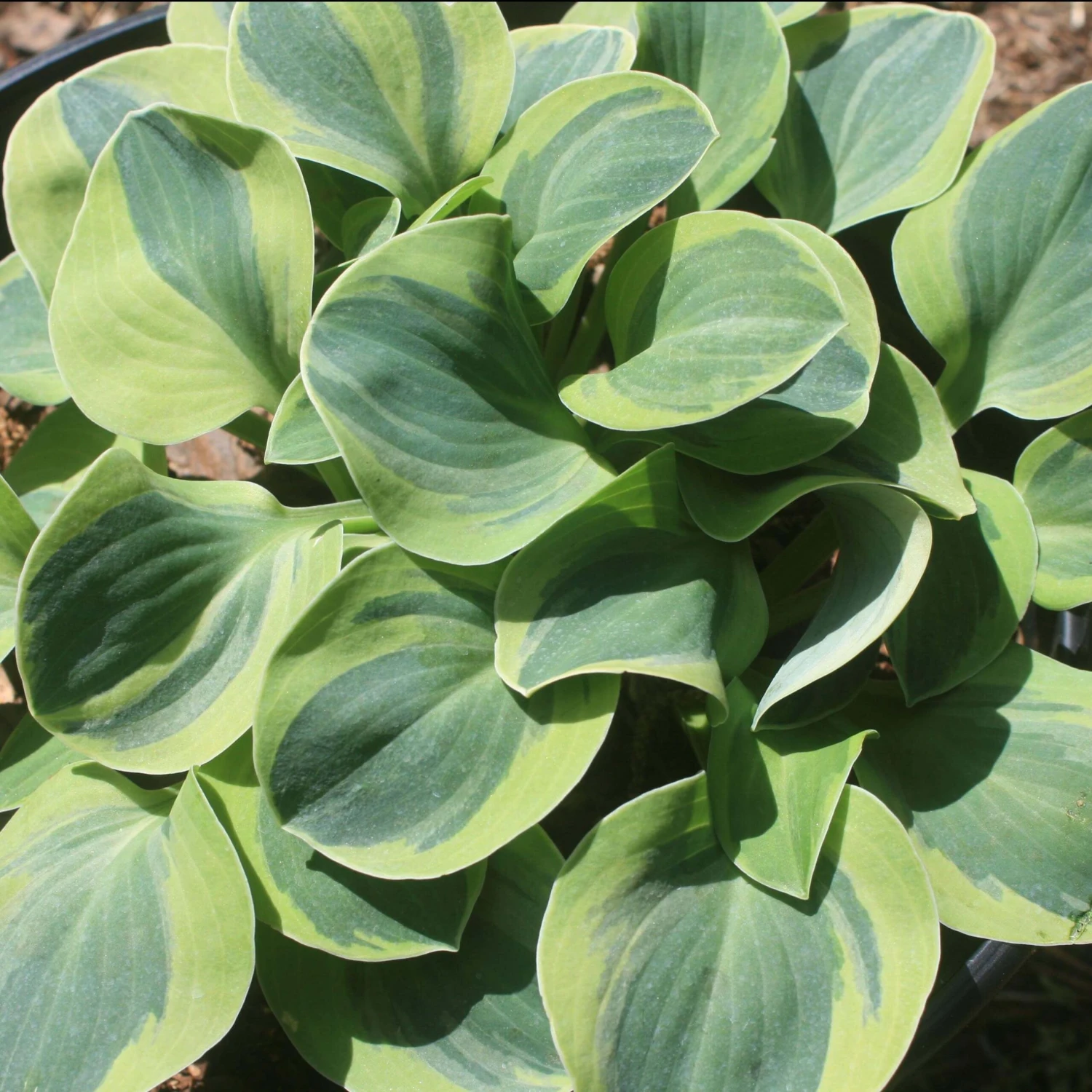 Hosta 'School Mouse' Plantain Lily 3 Hosta 'School Mouse' Plantain Lily