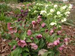 Helleborus 'Pine Knot Strain' Lenten Rose -NatureNest Gardens Store Helleborus Pine Knot 2