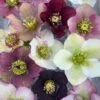 Helleborus 'Pine Knot Strain' Lenten Rose