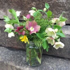 Helleborus 'Pine Knot Strain' Lenten Rose -NatureNest Gardens Store Helleborus Pine Knot Strain Lenten Rose 2