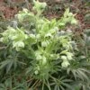 Helleborus Foetidus - Stinking Hellebore 1 Helleborus Foetidus - Stinking Hellebore -NatureNest Gardens Store Helleborus foetidus