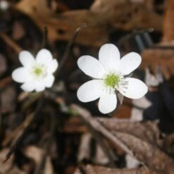 Hepatica Acutiloba Sharp Lobed Hepatica 7 Hepatica Acutiloba Sharp Lobed Hepatica -NatureNest Gardens Store Hepatica acutiloba