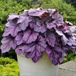 Heuchera 'Pink Panther' Coral Bells -NatureNest Gardens Store Heuchera Pink Panther 2