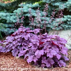 Heuchera 'Pink Panther' Coral Bells -NatureNest Gardens Store Heuchera Pink Panther