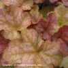 Heuchera 'Pinot Gris' Coral Bells 1 Heuchera 'Pinot Gris' Coral Bells -NatureNest Gardens Store Heuchera Pinot Gris web 2