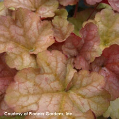 Heuchera 'Pinot Gris' Coral Bells