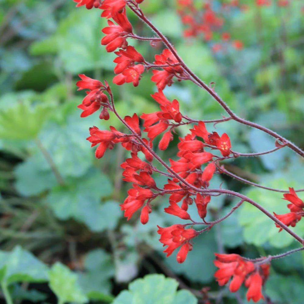 Heuchera Sanguinea 'Ruby Bells' Coral Bells 3 Heuchera Sanguinea 'Ruby Bells' Coral Bells