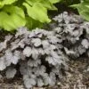 Heuchera 'Smoke And Mirrors' Coral Bells -NatureNest Gardens Store Heuchera Smoke and Mirrors