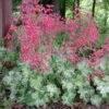Heuchera 'Snow Angel' Coral Bells