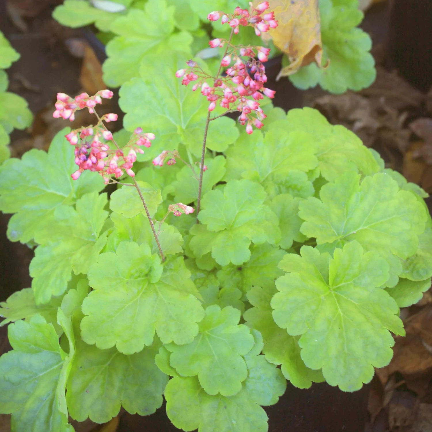 Heuchera 'Sweet Tart' Coral Bells 3 Heuchera 'Sweet Tart' Coral Bells