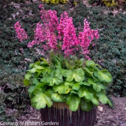 Heuchera 'Timeless Glow' Coral Bells -NatureNest Gardens Store Heuchera Timeless Glow 2 WG