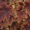 Heucherella 'Copper King' Foamy Bells -NatureNest Gardens Store Heucherella Copper King Foamy Bells
