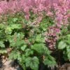 Heucherella 'Pink Revolution' Foamy Bells -NatureNest Gardens Store Heucherella Pink Revolution Foamy Bells Coral Bells