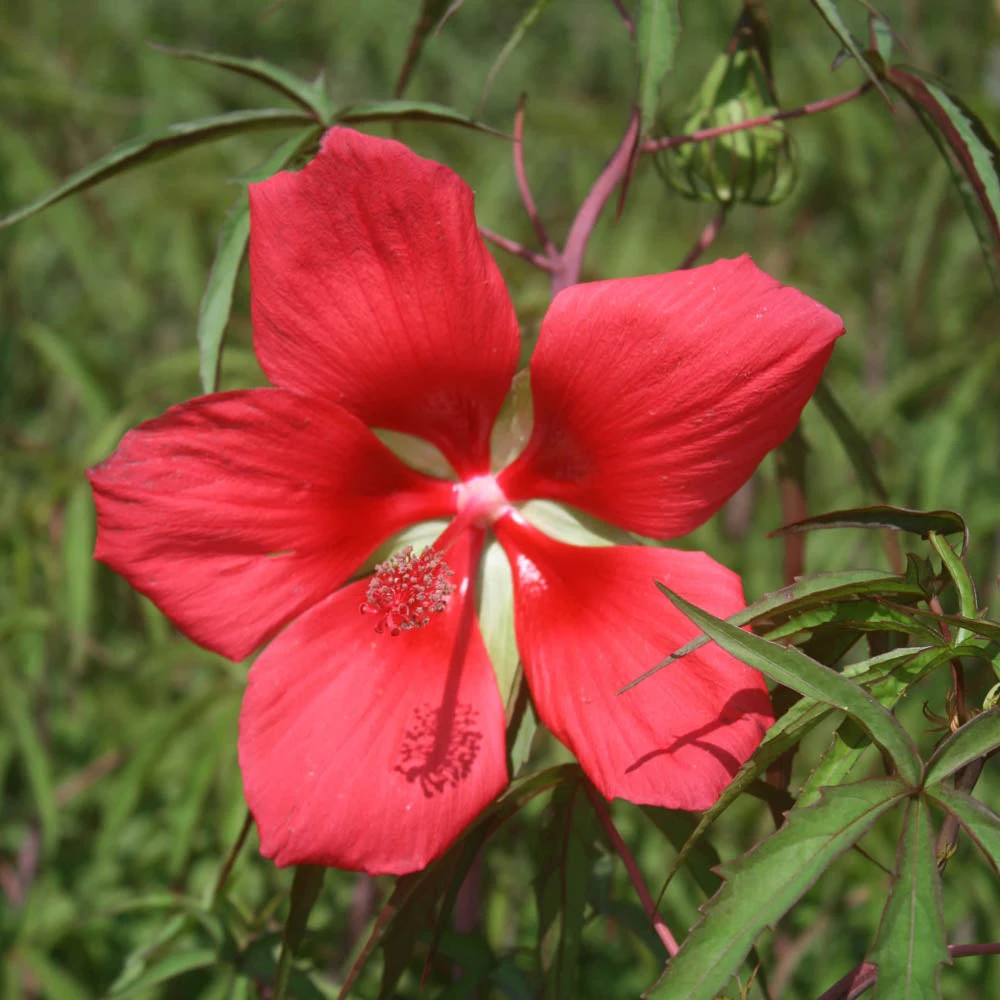 Hardy Hibiscus Coccineus Texas Star 3 Hardy Hibiscus Coccineus Texas Star