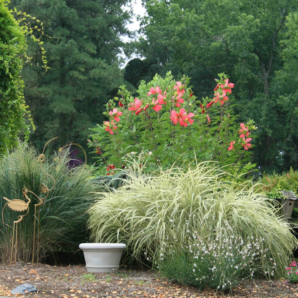 Hardy Hibiscus Coccineus Texas Star 4 Hardy Hibiscus Coccineus Texas Star - Image 2