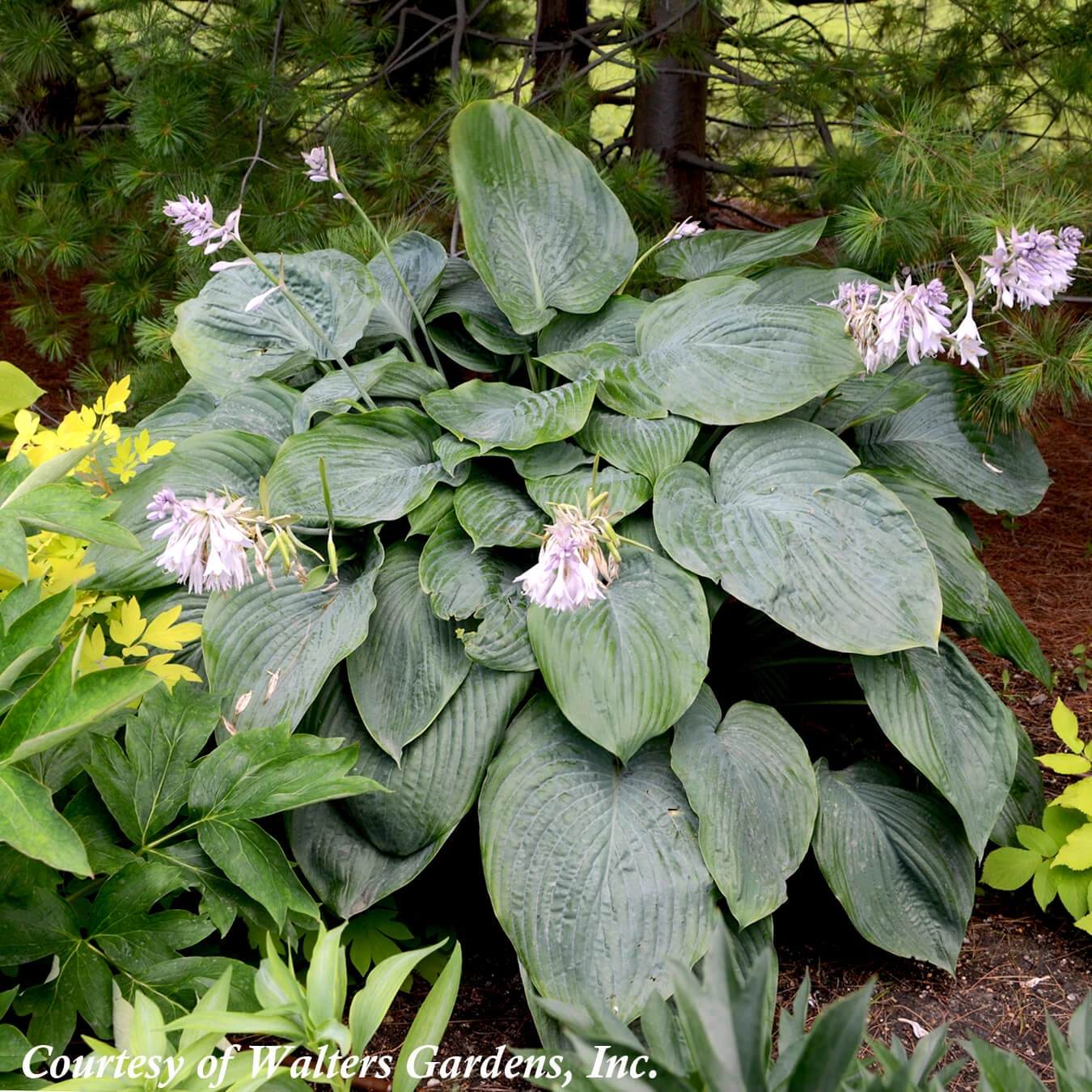 Hosta 'Empress Wu' Plantain Lily 3 Hosta 'Empress Wu' Plantain Lily