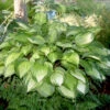 Hosta 'Island Breeze' Plantain Lily -NatureNest Gardens Store Hosta Island Breeze