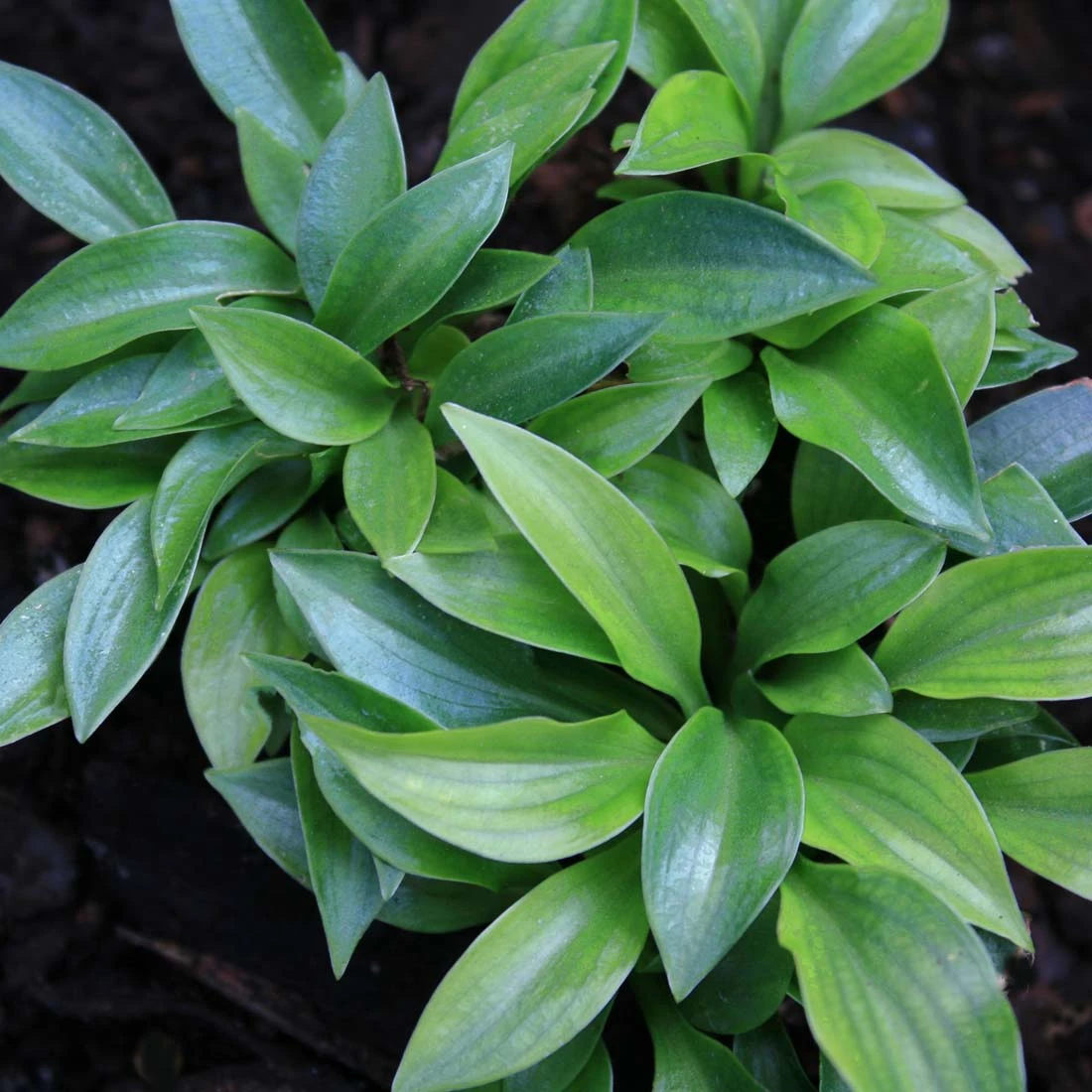 Hosta 'Plug Nickel' Plantain Lily 3 Hosta 'Plug Nickel' Plantain Lily