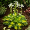 Hosta 'Sunset Grooves' Plantain Lily -NatureNest Gardens Store Hosta Sunset Grooves 76ba768c 994b 46a4 895f 6f8fd94a8fb1