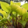 Hosta 'Designer Genes' Plantain Lily 2 Hosta 'Designer Genes' Plantain Lily -NatureNest Gardens Store Hosta Designer Genes 0000 high res.jpg WG