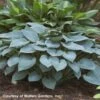 Hosta 'Halcyon' Plantain Lily