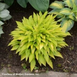 Hosta 'Munchkin Fire' Plantain Lily -NatureNest Gardens Store Hosta Munchkin Fire 0000 high res.jpg WALTERS