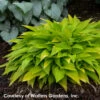 Hosta 'Munchkin Fire' Plantain Lily