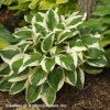 Hosta 'Patriot' Plantain Lily 1 Hosta 'Patriot' Plantain Lily -NatureNest Gardens Store Hosta PATRIOTWALTERS2