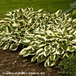 Hosta 'Patriot' Plantain Lily -NatureNest Gardens Store Hosta Patriot WALTERS1