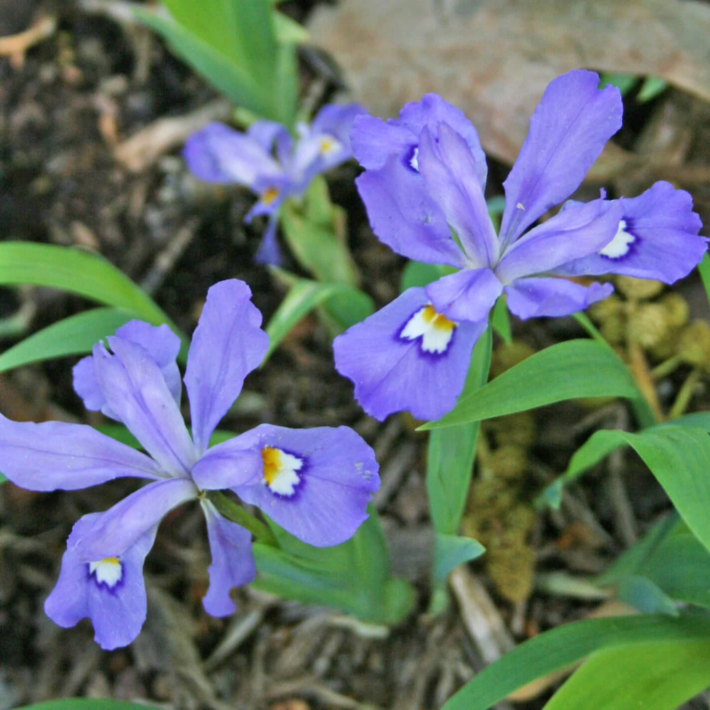 Iris Cristata Crested Iris 3 Iris Cristata Crested Iris