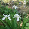 Iris Tectorum 'Alba' Japanese Roof Iris