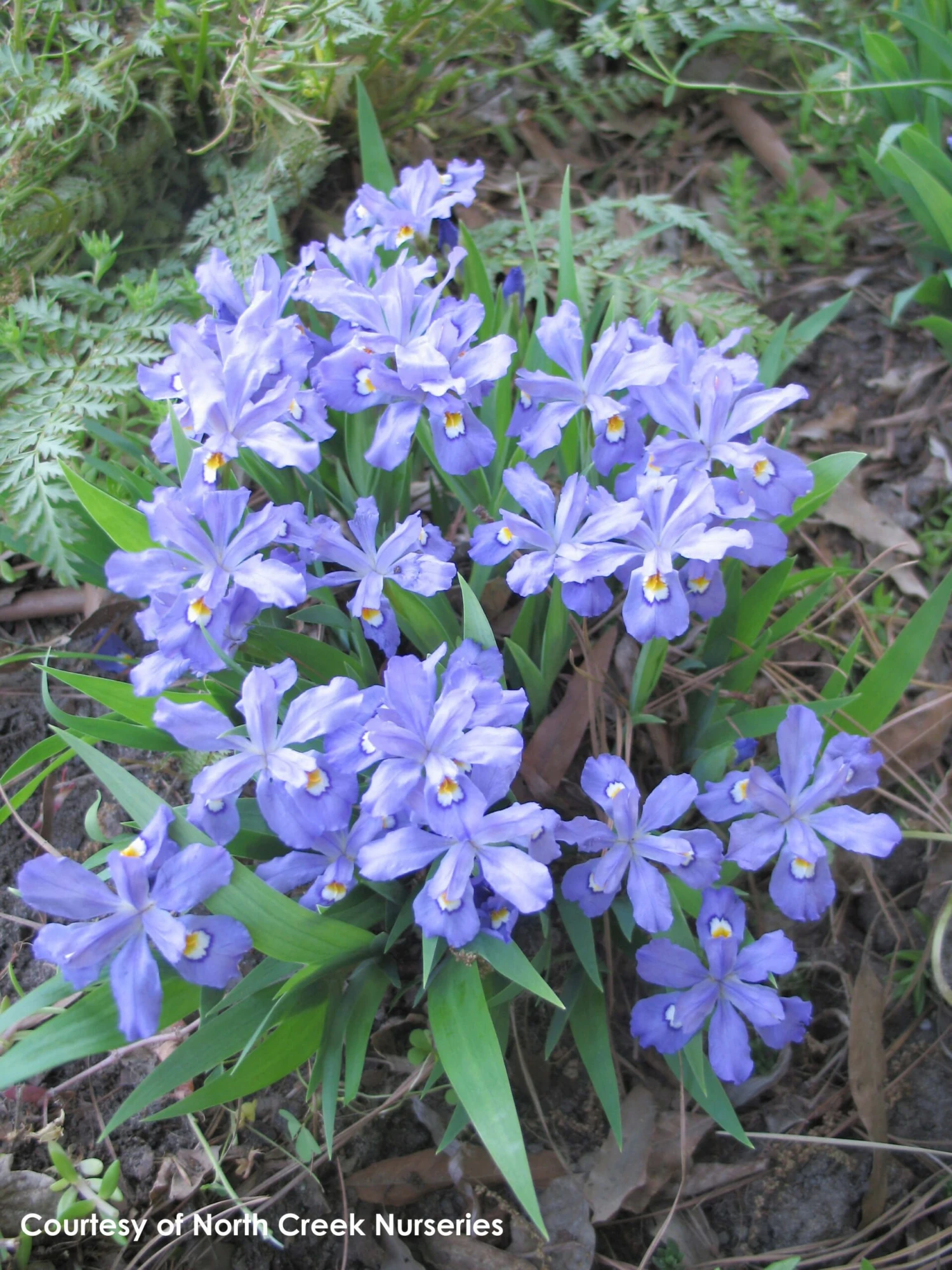 Iris Cristata Crested Iris 6 Iris Cristata Crested Iris - Image 4