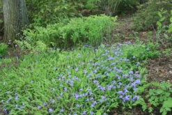 Iris Cristata Crested Iris 8 Iris Cristata Crested Iris -NatureNest Gardens Store IRS cristata and Solomon seal in bloom EZ