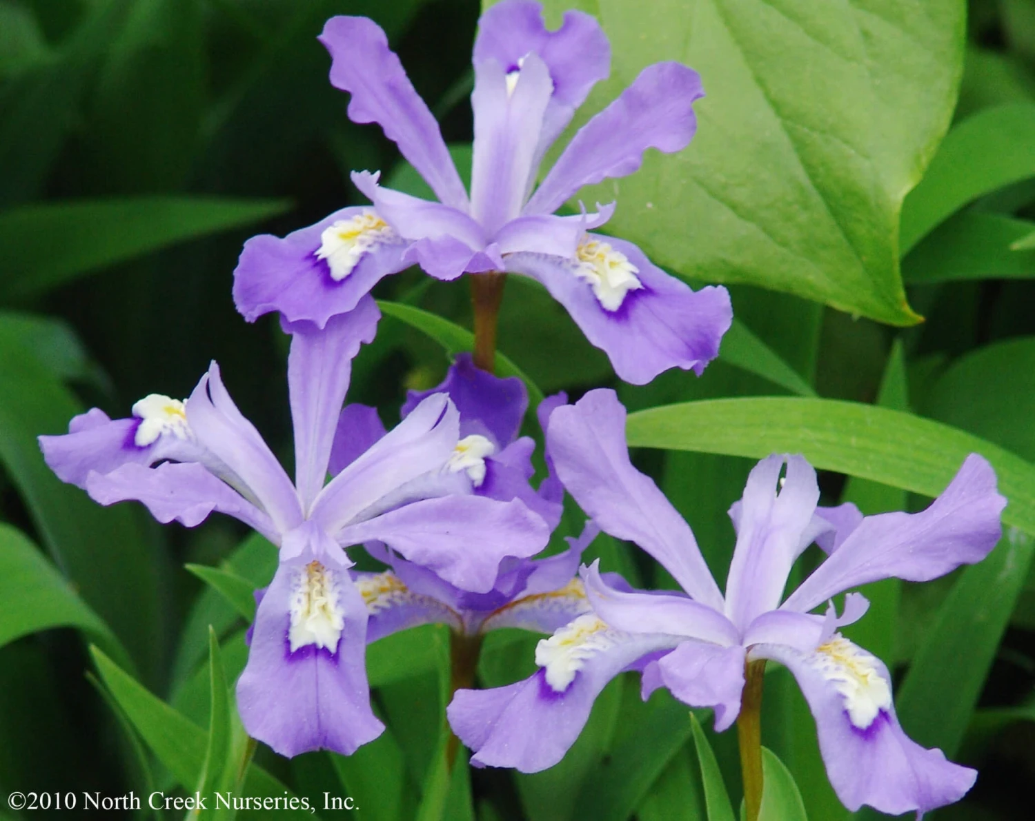 Iris Cristata Crested Iris 4 Iris Cristata Crested Iris - Image 2