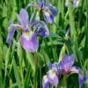 Iris Versicolor Northern Blue Flag