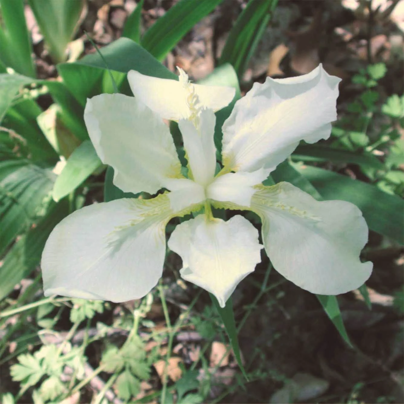 Iris Tectorum 'Alba' Japanese Roof Iris 4 Iris Tectorum 'Alba' Japanese Roof Iris - Image 2
