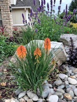 Kniphofia 'Poco Orange' Red Hot Poker -NatureNest Gardens Store Kniphofia Poco Orange 8